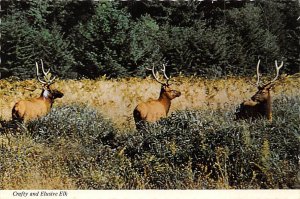 Crafty And, Elusive Elk 