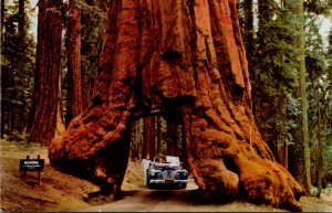 California Yosemite National Park The Wawona Tunnel Tree