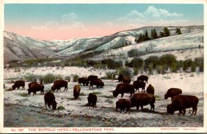 Yellwstone National Park Buffalo Herd