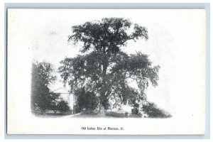 Vintage Old Indian Elm At Maumee, OH. Postcard F117E