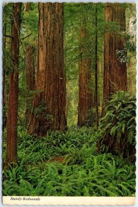 Postcard - Stately Redwoods, The Redwood Highway - California