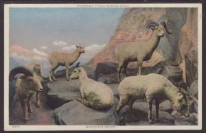 Mountain Sheep Postcard 