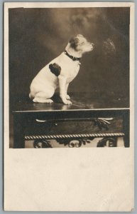 DOG ON THE TABLE ANTIQUE REAL PHOTO POSTCARD RPPC