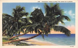 Cocoanut Trees Along the Coast of Florida, USA  