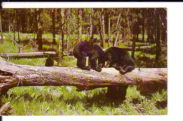 Bear and Cub, Greetings from Lexington Heights, Michigan, Used 1960