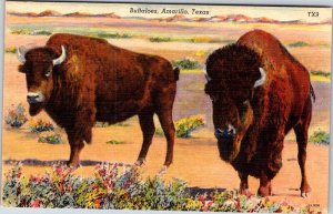 Postcard ANIMAL SCENE Amarillo Texas TX AK4163