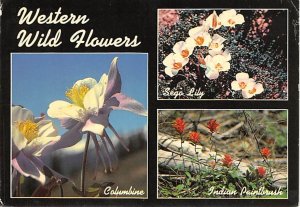 Western Wild Flowers, Picture  