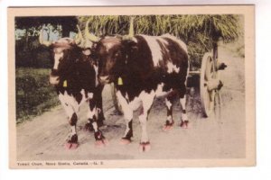 Two Yoked Oxen Pulling Haywagon, Nova Scotia