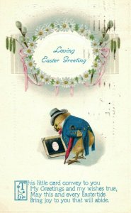 Circa 1910 Lovely Easter Anthropomorphic Chick Chicken in suit With Glasses  P1