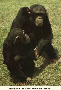 Chimpanzees Lion Country Safari,Palm Beach,FL