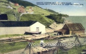 Drying Cod, Gaspe Coast Quebec Canada 1934 