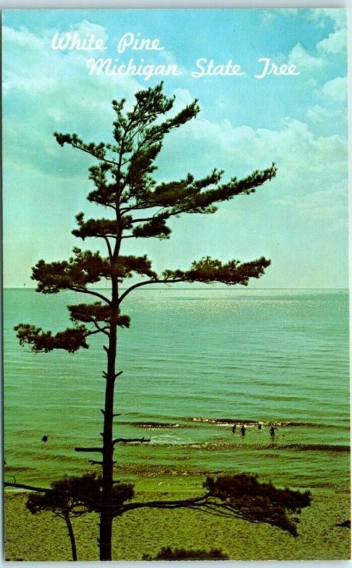 Postcard - White Pine Michigan State Tree
