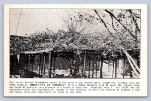 J96/ Tombstone Arizona Postcard c1940s Rosebush World's Largest  484