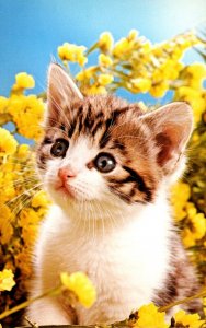 Cats Young Kitten Among Flowers