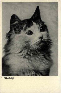 Beautiful Fluffy White and Gray Kitty Cat Vintage Postcard