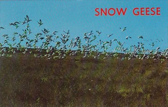 Outer Banks Of North Carolina Snow Geese At The Pea Island North Carolina