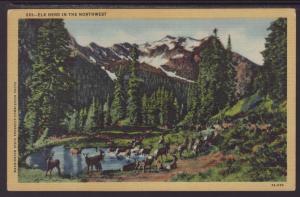 Elk Herd in the Northwest