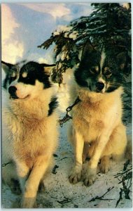 M-1563 Alaskan Husky Sled Dogs