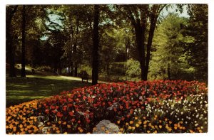 Beds of Tulips, Ottawa, Ontario,