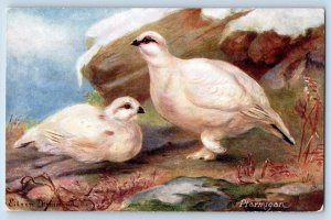 England Postcard Two White Ptarmigan Wild Fowls c1910 Oilette Tuck Art