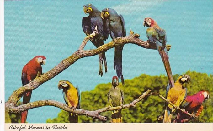 Florida Miami Colorful Macaws At Parrot Jungle