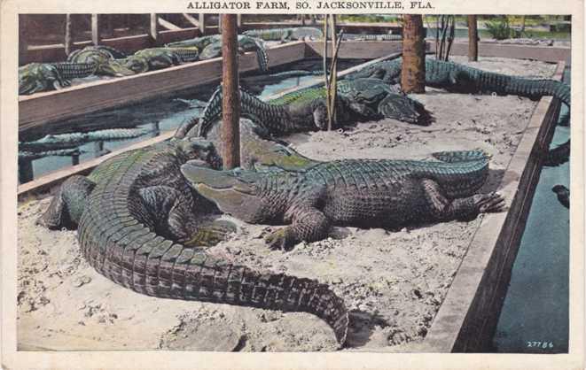 Alligator Farm at South Jacksonville FL, Florida - WB