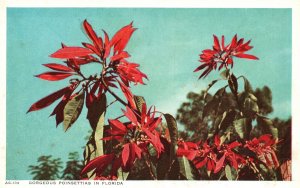Vintage Postcard 1920's Gorgeous Poinsettias In Florida Red Flowers Bloom Floral