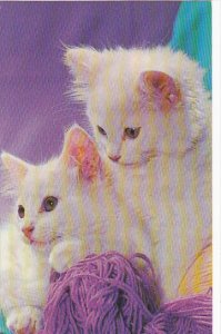 Pair Of Kittens Playing With Yarn