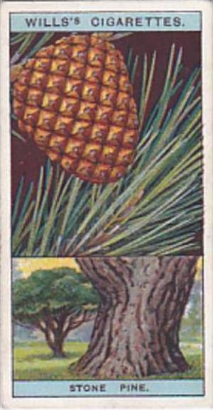 Wills Vintage Cigarette Card Flowering Trees &  Shrubs 1924 No 38 Stone Pine