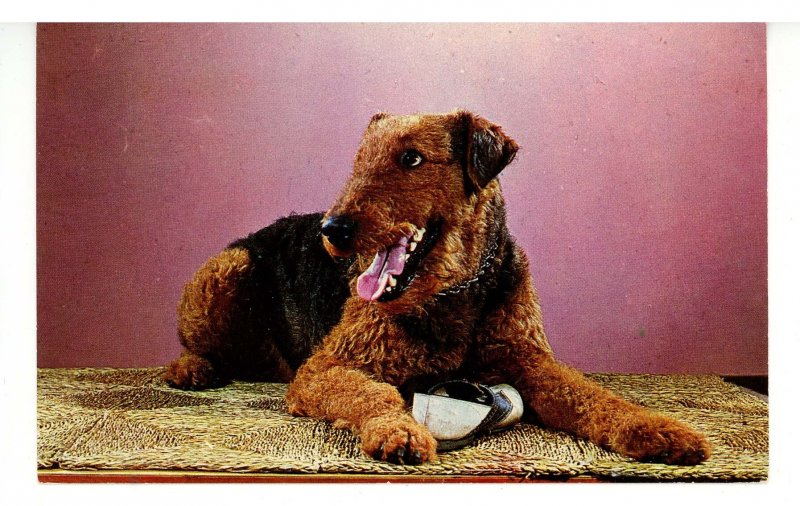 Purebred Airedale Pup