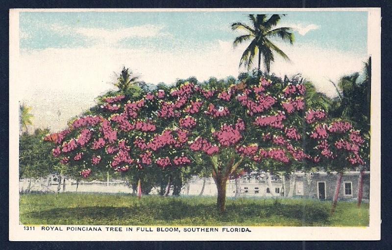 Royal Poinciana Tree in Full Bloom Florida unused c1920's