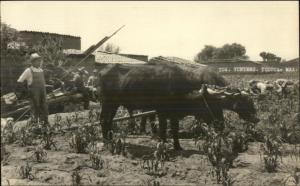 Farming Agriculture Oxen Plow - Yuntero Toluca Mexico Real Photo Postcard