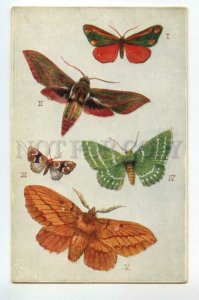 488065 WEALTHY Butterfly BRITISH moths Vintage postcard TUCK #9219