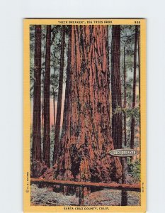 Postcard Neck Breaker, Big Trees Park, Arnold, California