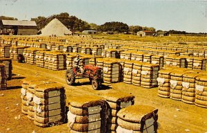 Bales of Cotton Ready For Market View Postcard Backing 