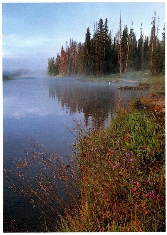 Yellowstone National Park Morning Mist On Lewis River