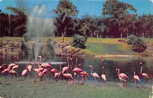 Flamingos and Lake at Parrot Jungle  Miami FL