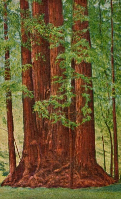 c. 1930 Cathedral Group Redwood Trees Santa Cruz, CA. Postcard F91