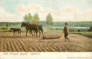 Sweden Farm agriculture plowing undivided Axel  C-1910 Postcard 22-10599