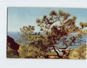 Postcard Torrey Pine, San Diego, California