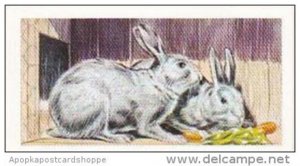 Priority Tea Trade Card I-Spy Pets No 11 Chinchilla Rabbit