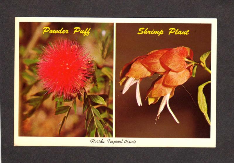 Fl Florida Flowers Powder Puff Shrimp Plant Sarasota Jungle Gardens Postcard