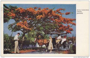 Royal Poinciana,  Nassau,  Bahamas,  PU_1959