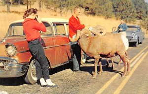 Mountain sheep Waiting for Handout Custer State Park Black Hills SD