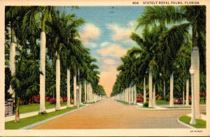 Florida Stately Royal Palms 1940 Curteich