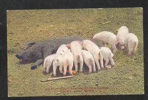 SOUTH ST. PAUL MINNESOTA LUNCH HOUR HOG PIGLETS VINTAGE POSTCARD