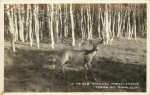 Early Frashers RPPC Deer in Kaibab National Forest AZ Aspen Forest, Unposted
