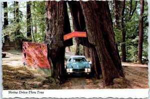 Postcard - Shrine Drive-Thru Tree - Myers Flat, California