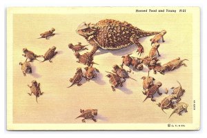 Horned Toad And Young Postcard