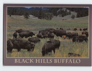 Postcard Black Hills Buffalo South Dakota USA